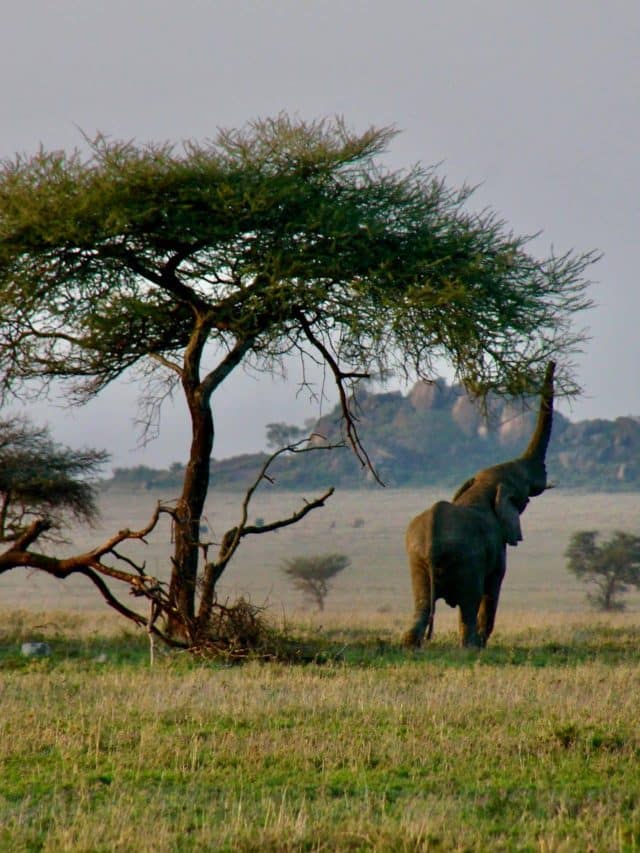 A Guide to Serengeti National Park