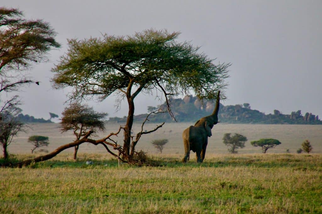 5 Day Tanzania Safari Adventure