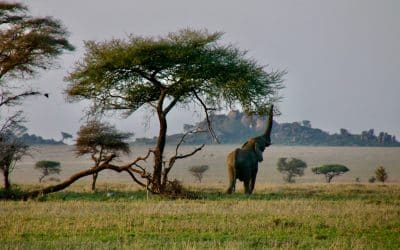 5 Day Tanzania Safari Adventure