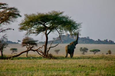 5 Day Tanzania Safari Adventure