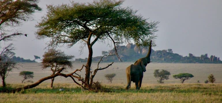 5 Day Tanzania Safari Adventure