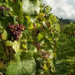 The Top 10 Wine Regions Every Traveler Should Visit