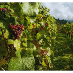 10 Hidden Wine Regions in Eastern Europe: Your Next Wine Travel Destination